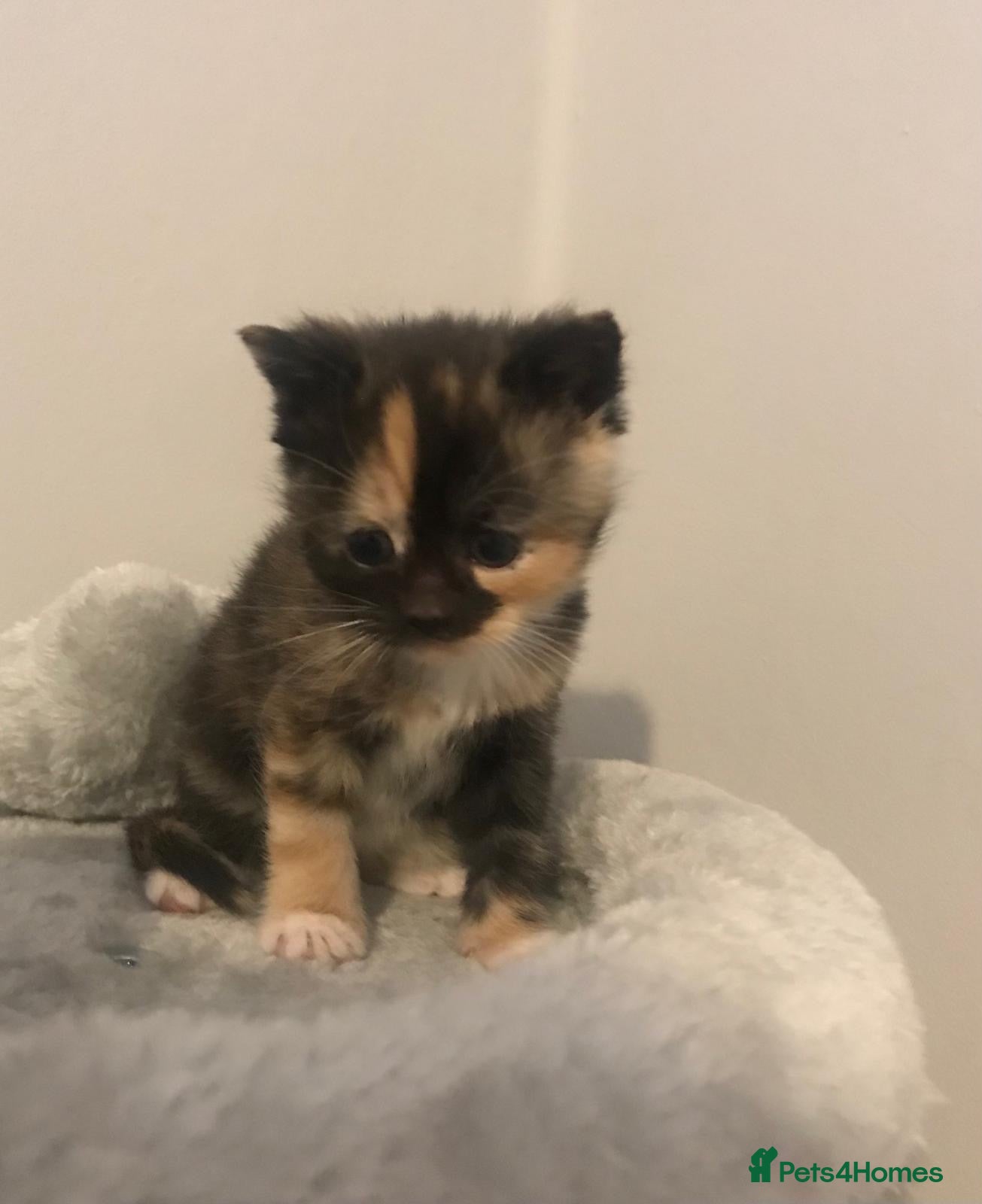 Mixed Breed cats Adorable half rag doll kittens  - Advert 14