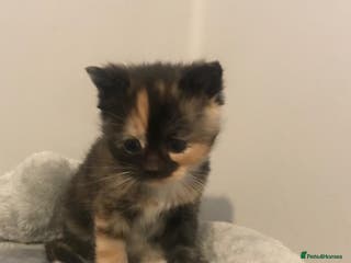 Mixed Breed cats Adorable half rag doll kittens - Advert 10