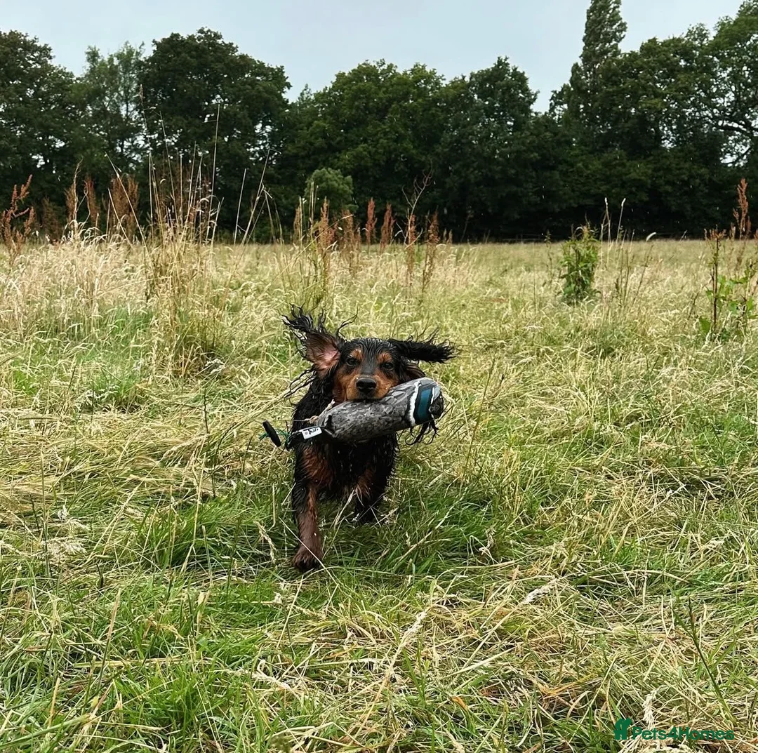 Cocker Spaniel dogs for sale: Working Cocker Spaniel Pups - Advert 9