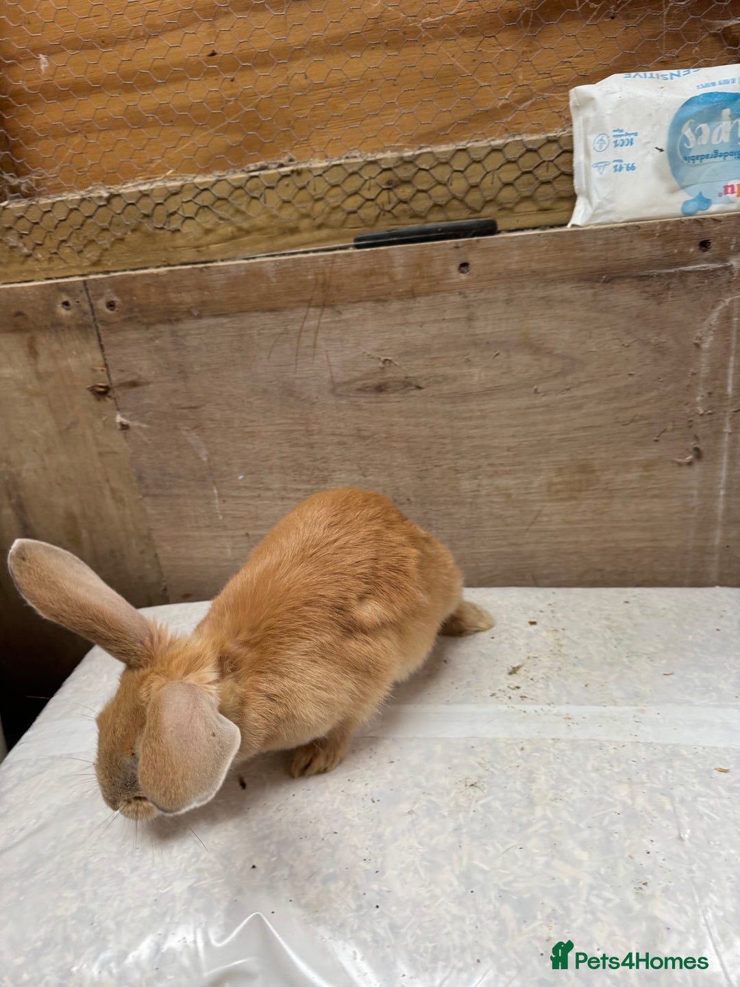 Mixed Breed rabbits for sale: 9 beautiful little Rabbit very friendly - Advert 8