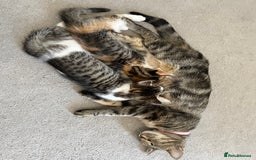Domestic Shorthair cats for sale: Tabby male kitten for sale - Image 6