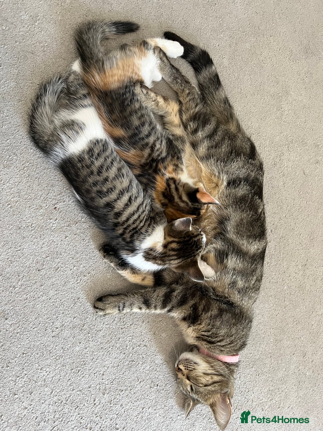 Domestic Shorthair cats for sale: Tabby male kitten for sale - Image 6