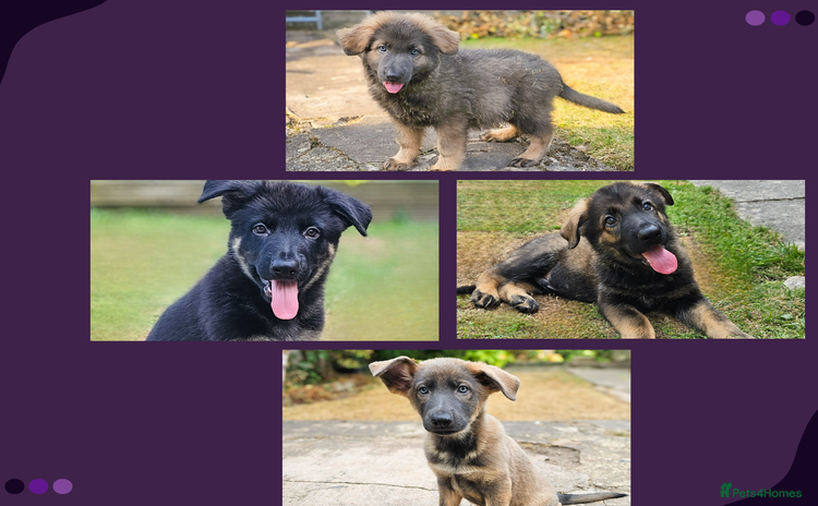 German Shepherd dogs - Advert 1