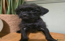 Mixed Breed dogs for sale: Ready now Gorgeous pugapoo  - Image 1