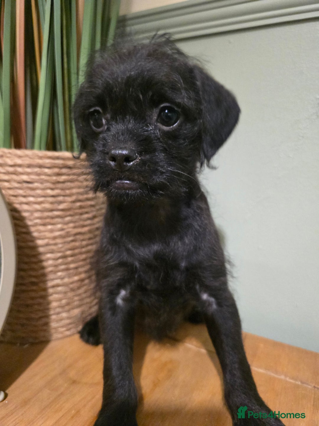 Mixed Breed dogs for sale: Ready now Gorgeous pugapoo  - Image 1