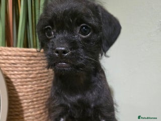Mixed Breed dogs - Advert 1
