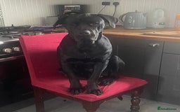 Cane Corso dogs for sale: 5year cane corso female  - Image 2