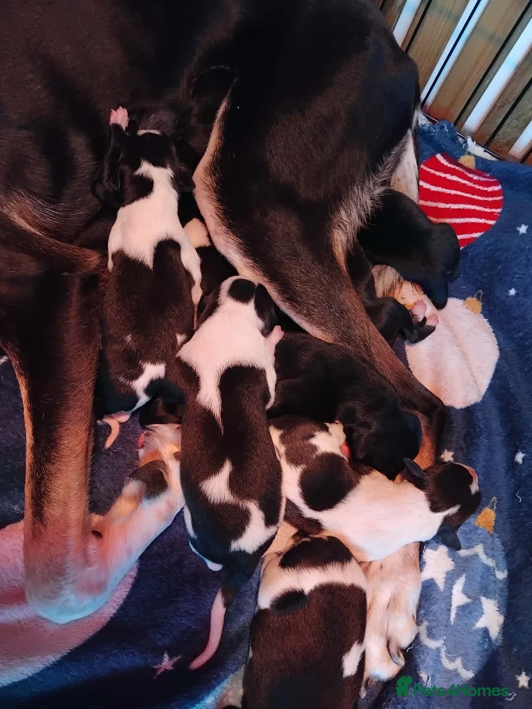 Mixed Breed dogs for sale: Whippet x Lurcher puppies - Advert 10
