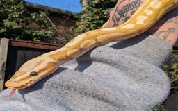 Snake reptiles for sale: Corn snakes for sale  - Advert 3