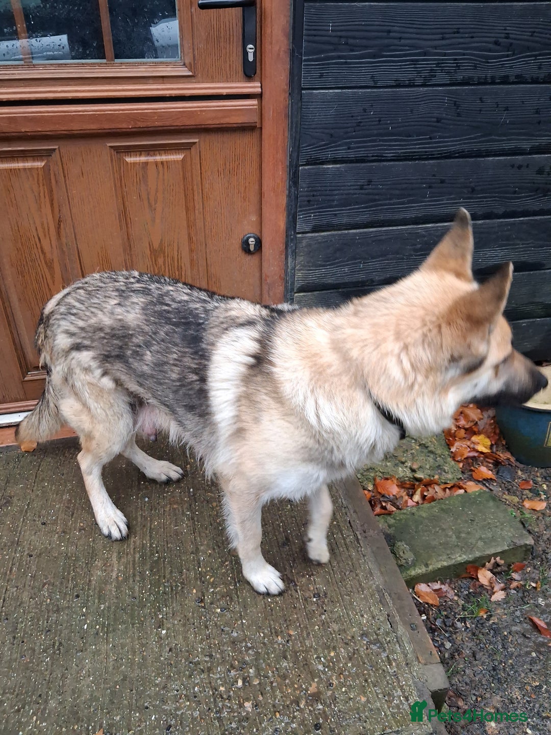 German Shepherd dogs for sale: Super litter of fully registered gsd pups - Advert 3