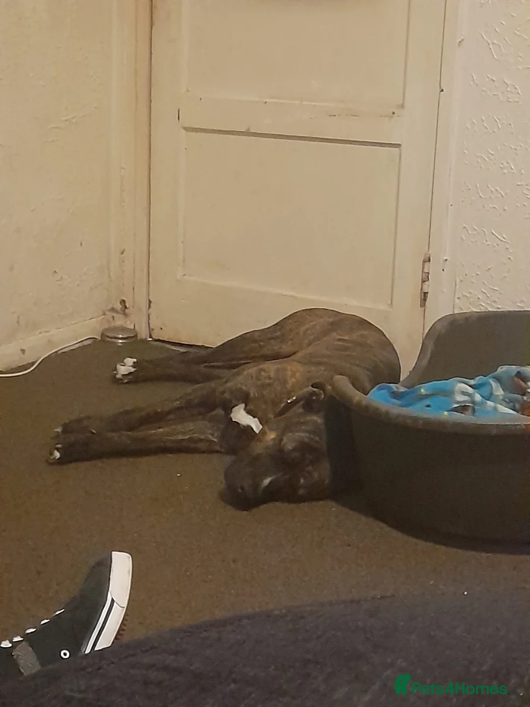Mixed Breed dogs for sale: For re-home  - Advert 4