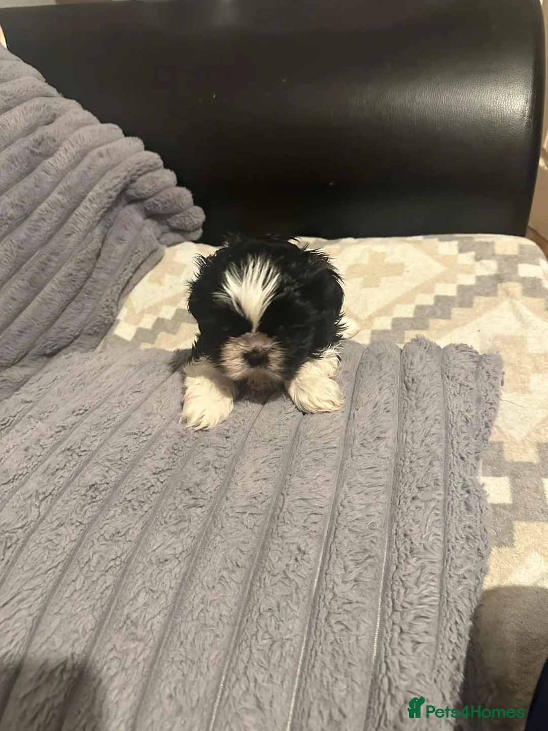 Shih Tzu dogs for sale: Shihtzu  - Advert 2