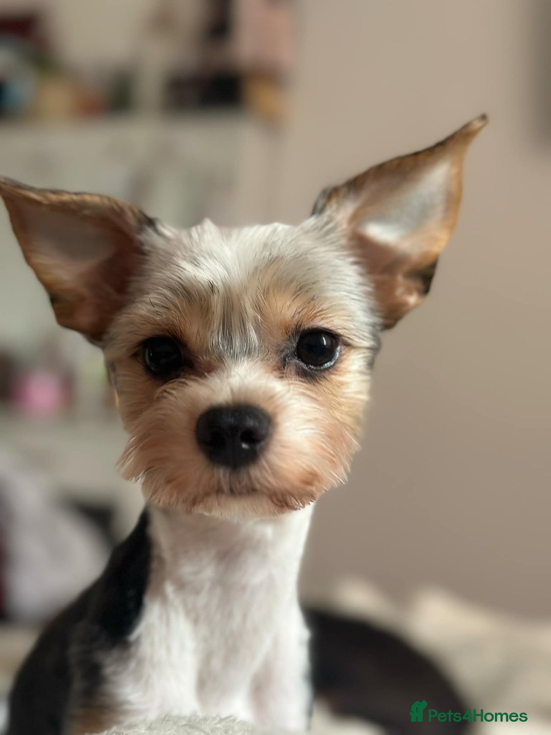 Yorkshire Terrier dogs for stud: DNA TESTED Biewer Yorkshire Terrier for stud in Birkenhead - Image 2