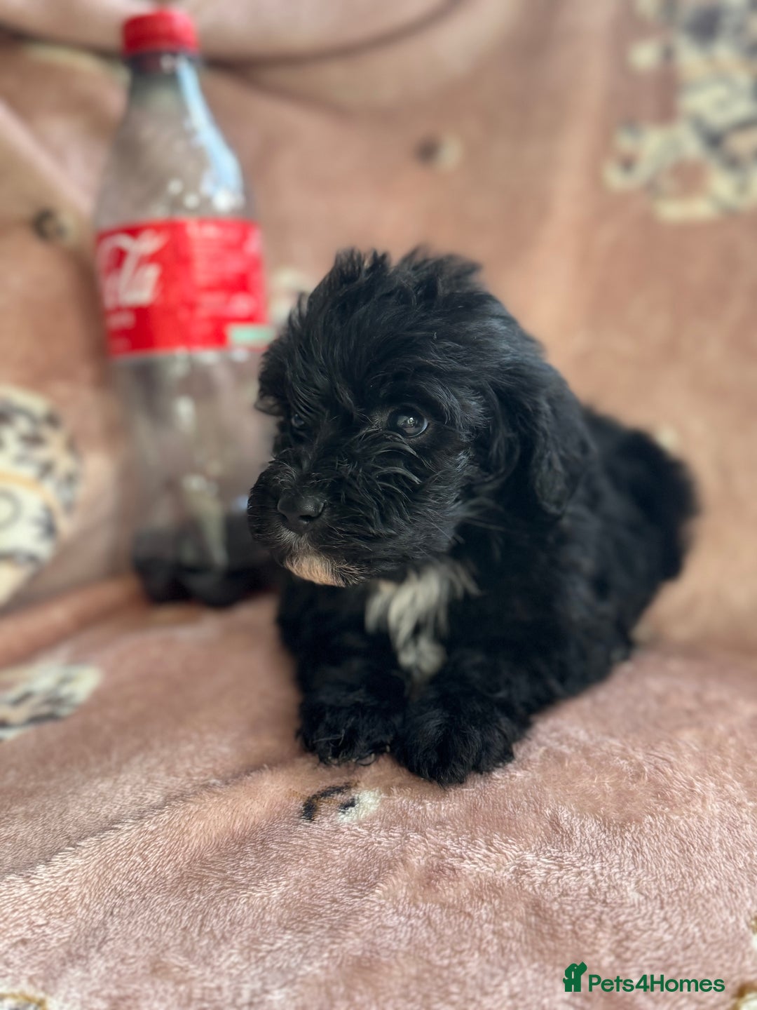 Sheepadoodle dogs for sale: Micro mini Sheepadoodle  - Image 12