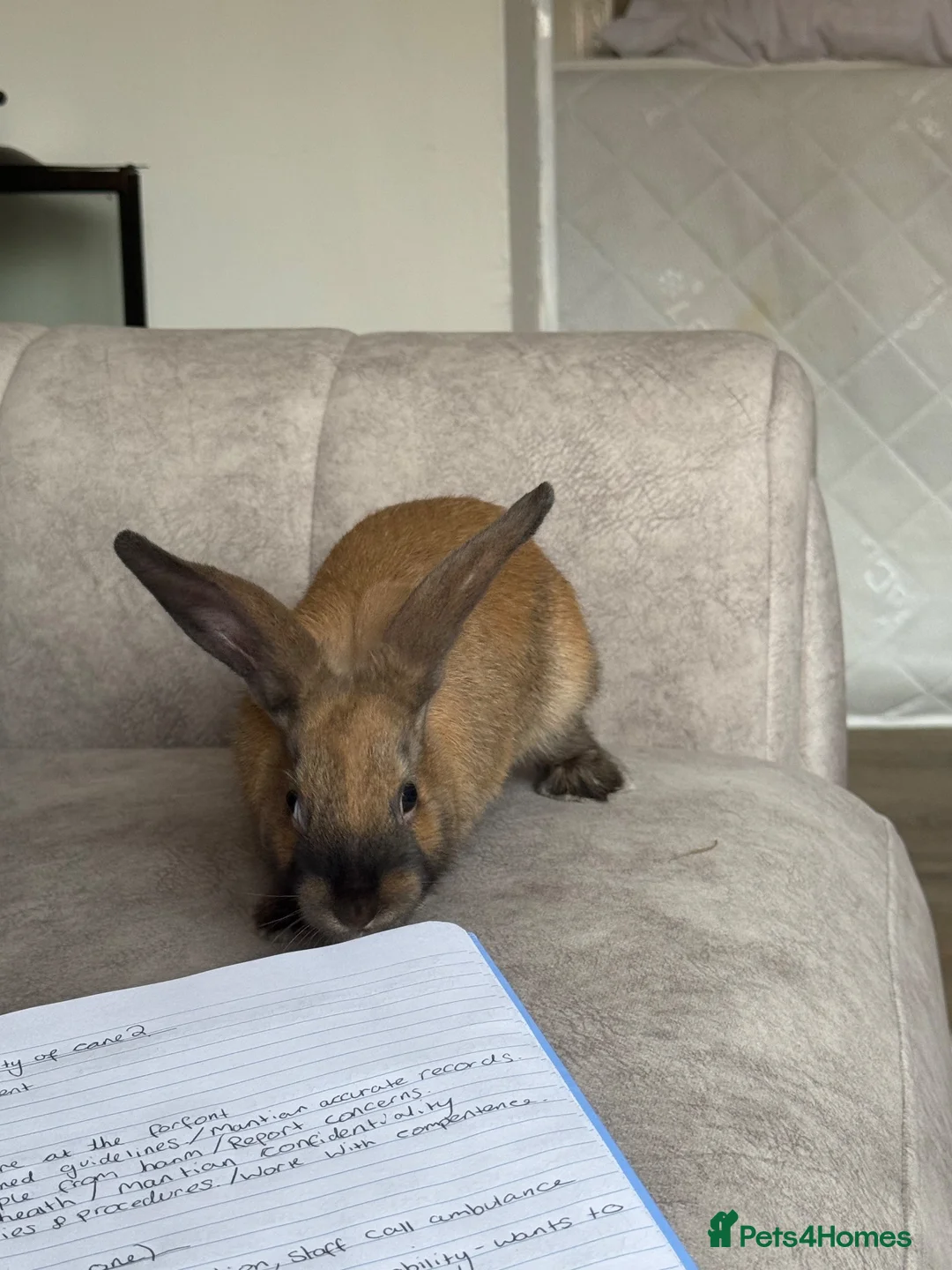 Dutch rabbits for sale: Poppy🤍 - Advert 1