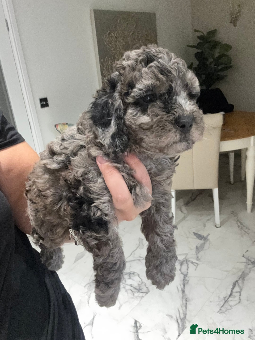 Cockapoo dogs for sale: Cockerpoo FB1 ready to leave  **  Eve  - Advert 20