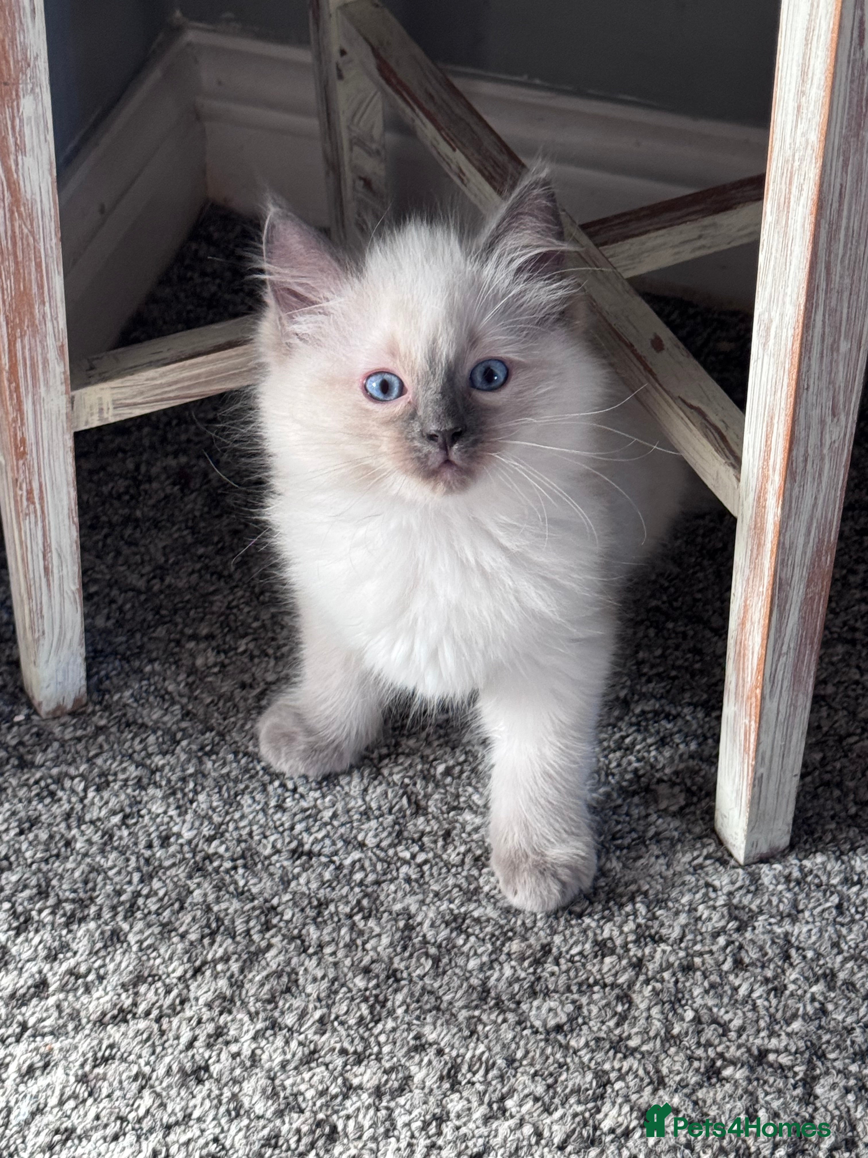 Ragdoll cats Blue point ragdoll kitten’s GCCF registered  - Advert 1