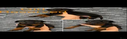 Dobermann dogs for sale: 5 Doberman puppies left  - Advert 11