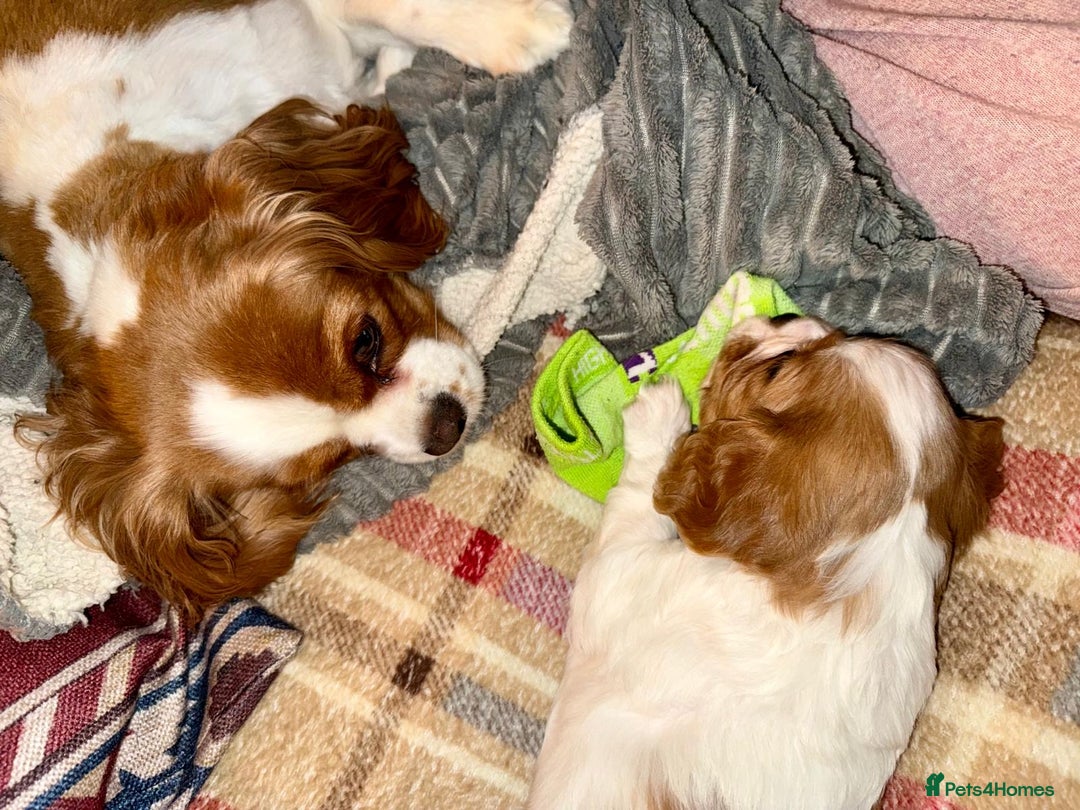 Cavalier King Charles Spaniel dogs for sale: King Charles Cavalier Blenheim boy available 🐶🥰 - Advert 5