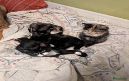 Mixed Breed cats for sale: Lovely little kittens - Image 5