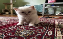 Ragdoll cats for sale: Adorable ragdoll kittens - Image 5