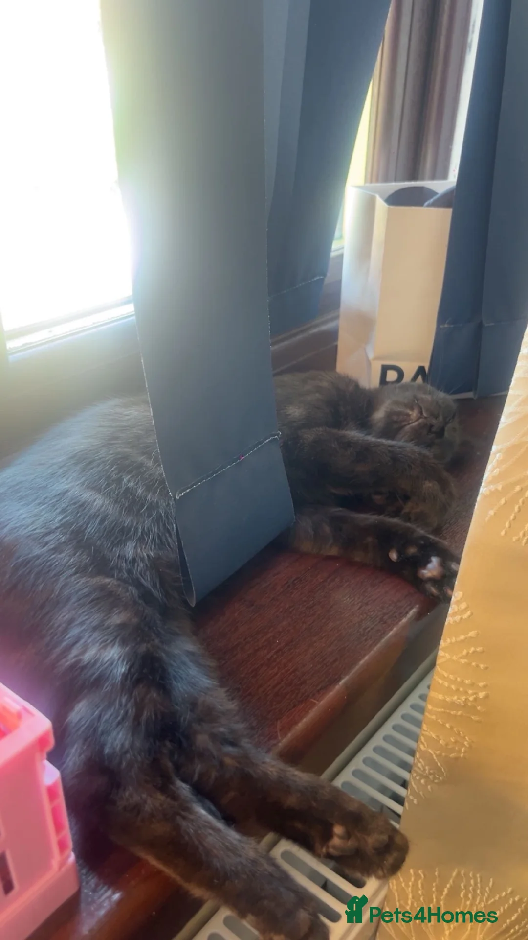 Domestic Shorthair cats for sale: Domestic shorthair kitten  in Halesowen - Advert 7