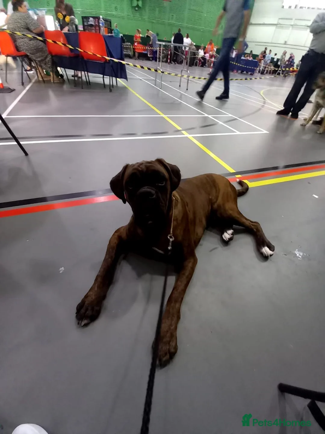 Boxer dogs for stud: Champion lined boxer for stud in Colwyn Bay - Advert 3
