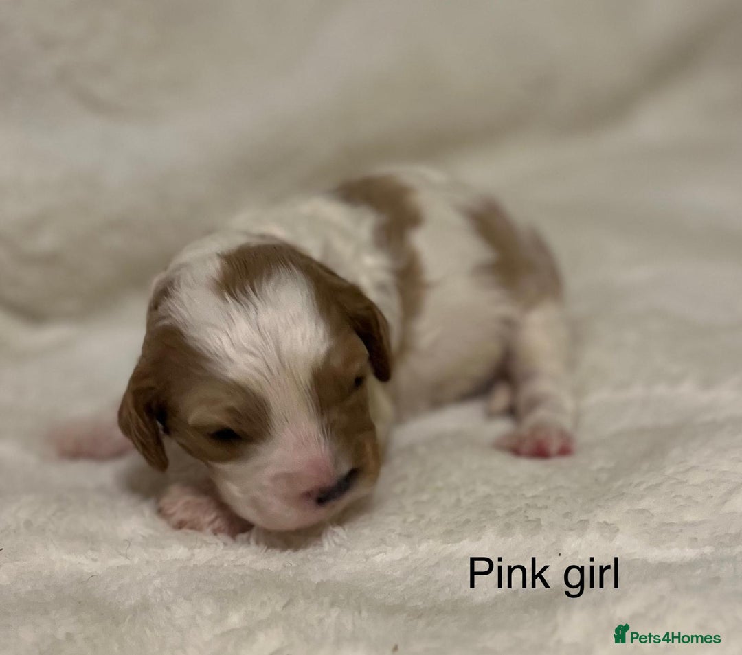 Cavapoo dogs for sale: F1B cavapoo puppies-extensively health tested - Advert 15