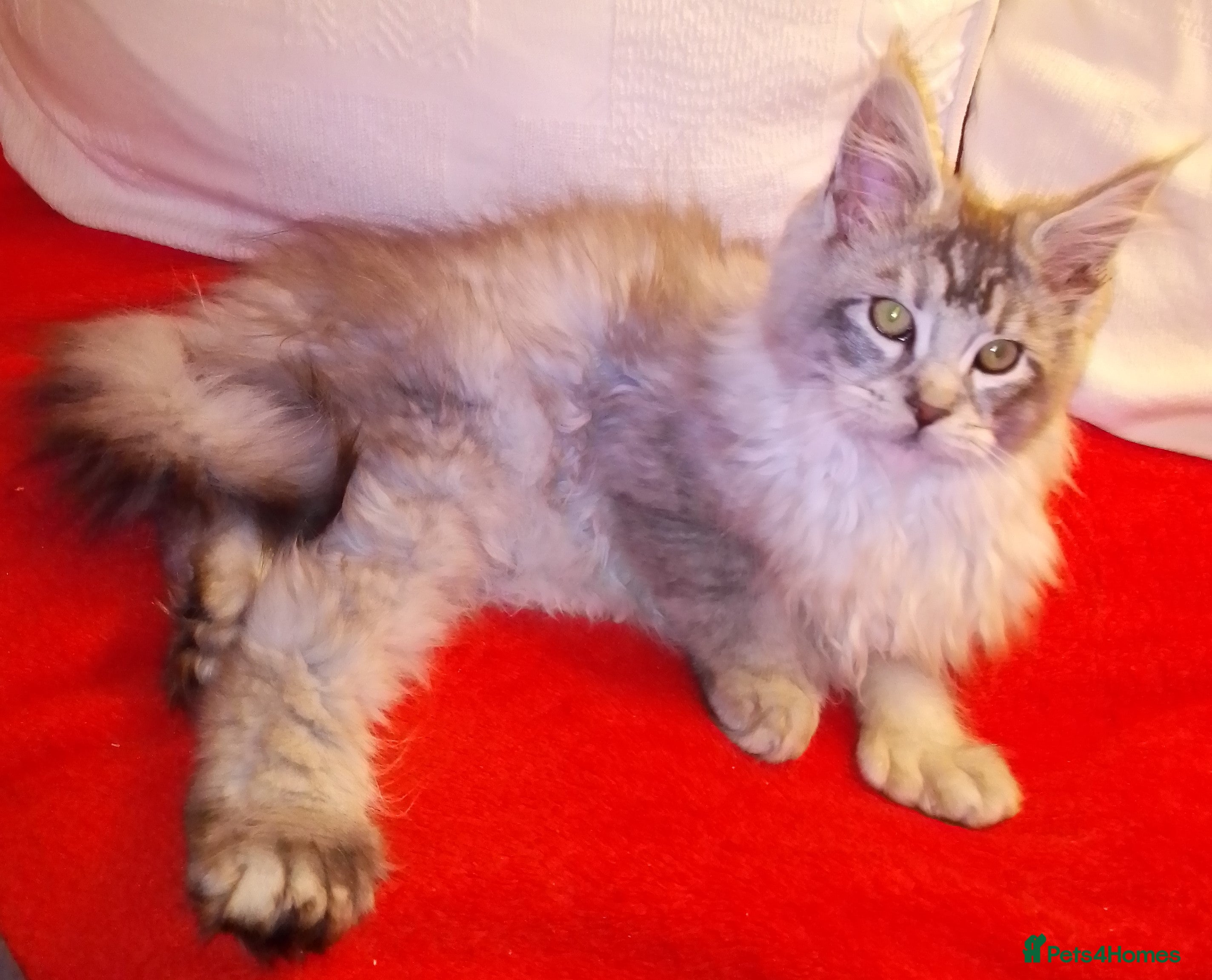 Maine Coon cats POLYDACTYL large TICA boy - collect S.WALES/SURREY - Advert 3