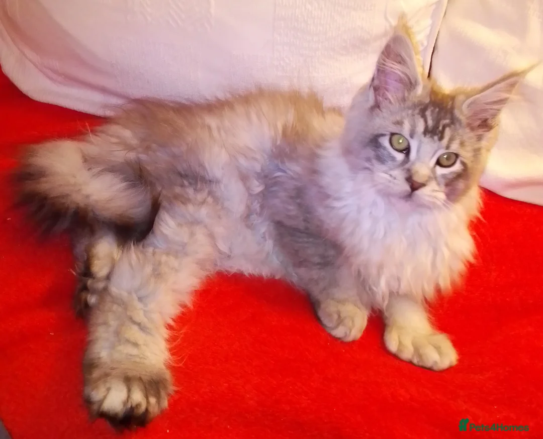 Maine Coon cats for sale: POLYDACTYL large TICA boy - collect S.WALES/SURREY - Advert 1