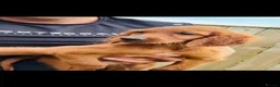 Irish Setter dogs for sale: Red Setter Puppies - Advert 9