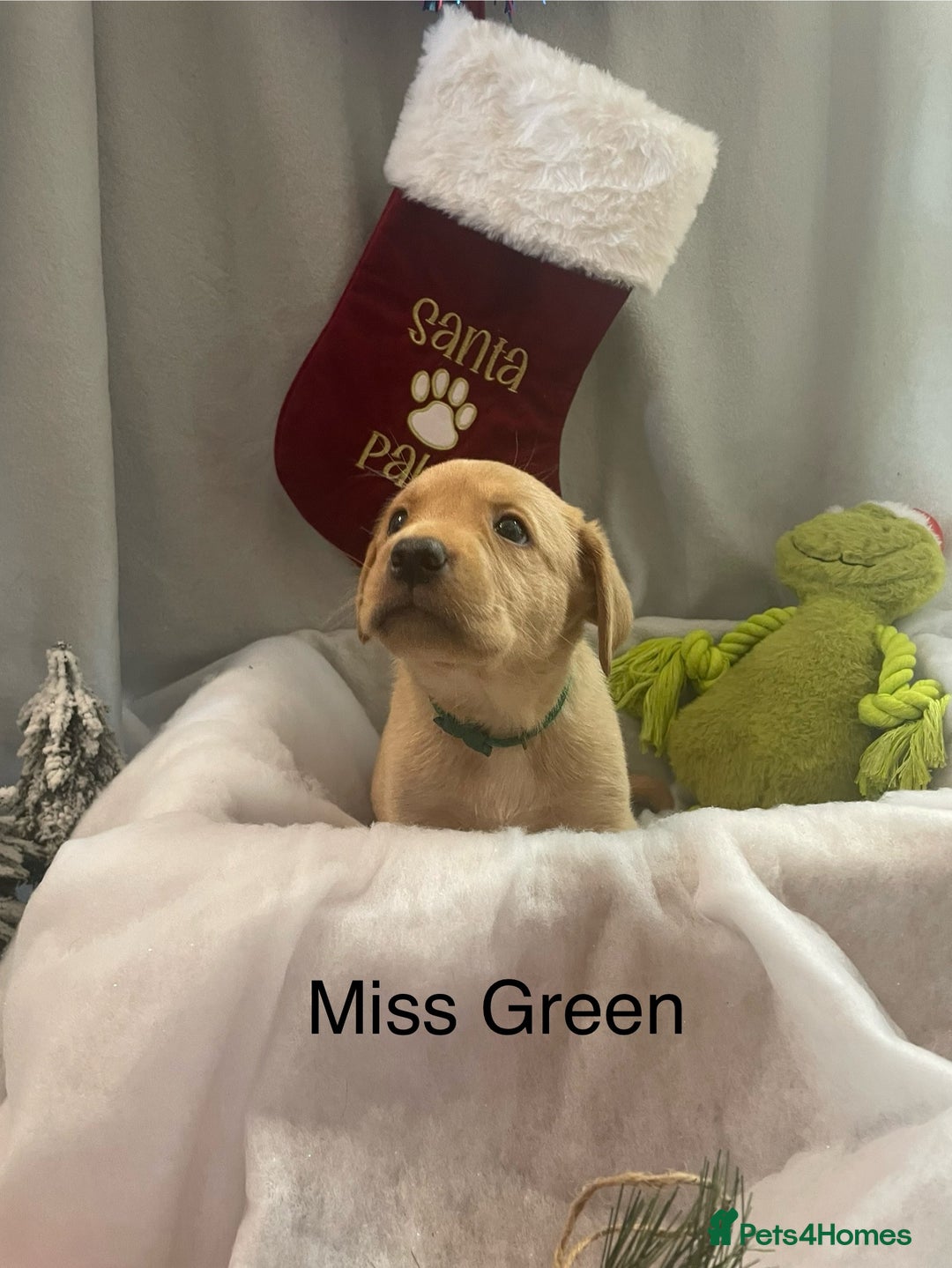 Labrador Retriever dogs for sale: Black and Fox Red KC Health Tested Puppies - Advert 4