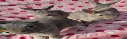 Mixed Breed rabbits for sale: 4 very tame Blue fawn plush mini lop rabbit - Advert 9