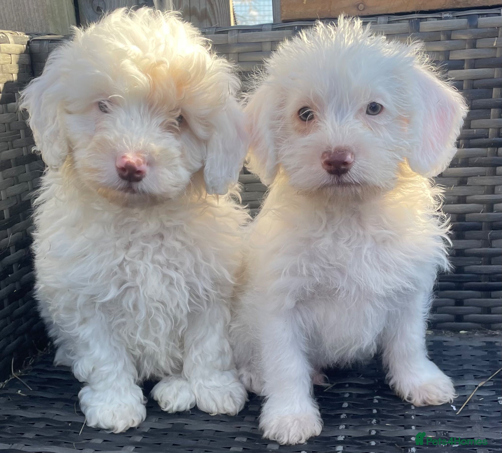 Schnoodle dogs STUNNING SCHNOODLE PUPPIES - Advert 5