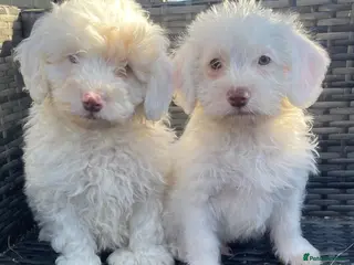 Schnoodle dogs STUNNING SCHNOODLE PUPPIES - Advert 5