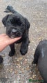 Cane Corso Puppy 7