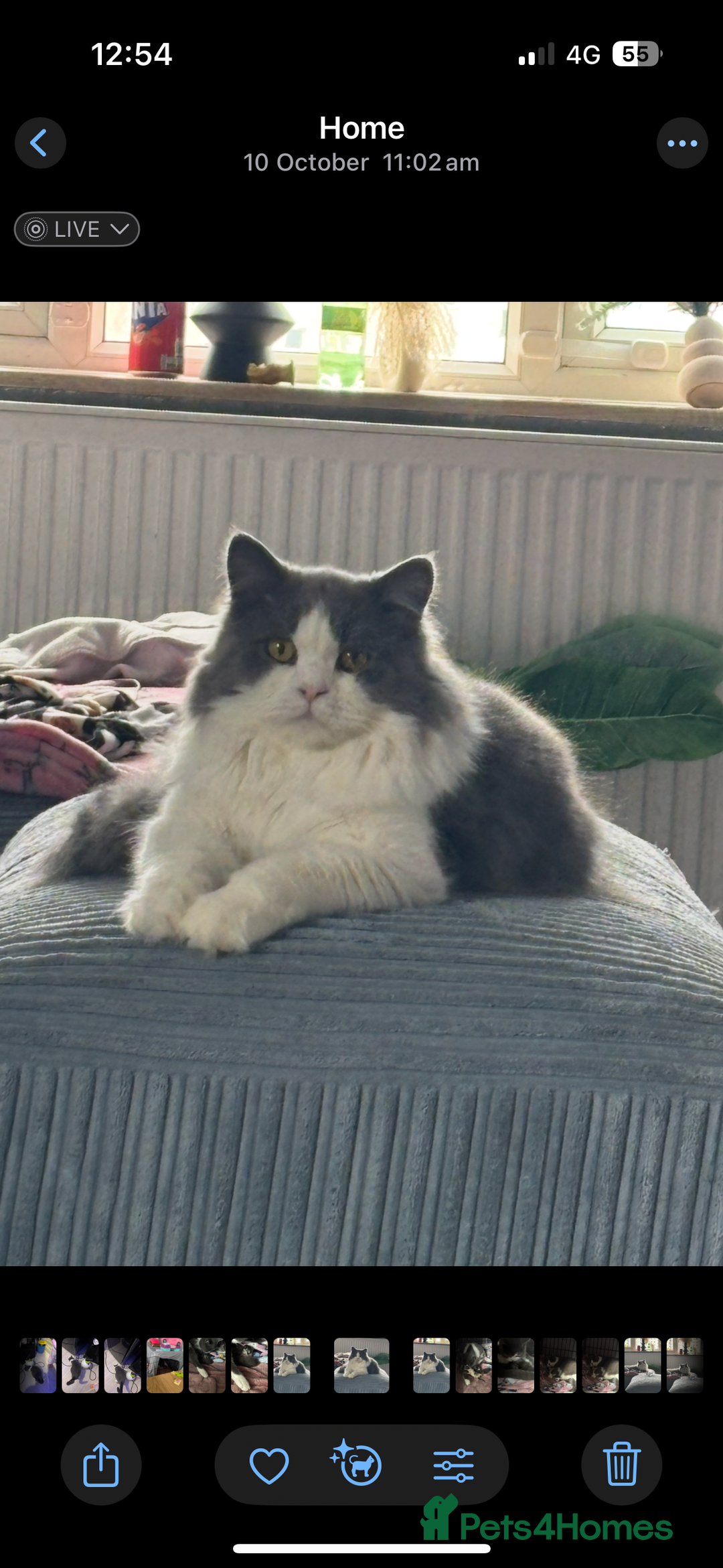 British Longhair cats for sale: Stunning Theo needs a home - Image 2