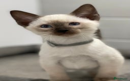 Siamese cats for sale: GCCF Registered Traditional Siamese Kittens  - Image 18