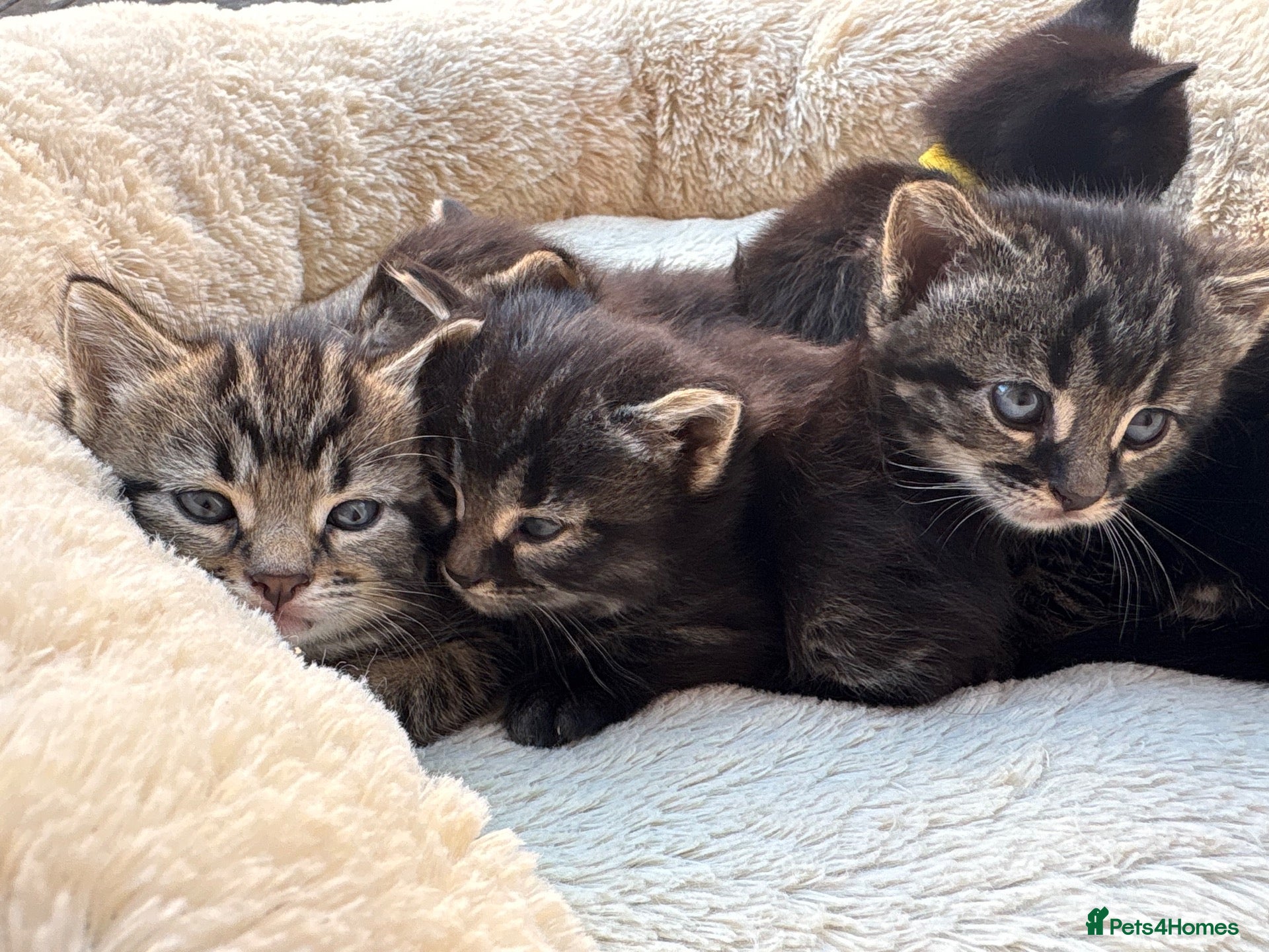 British Shorthair cats Tabby and black kittens ready for their new home - Advert 2