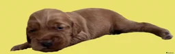 Cocker Spaniel dogs for sale: Cocker Spaniel puppies - Advert 6