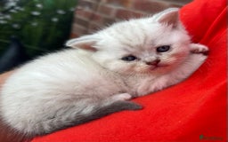 Scottish Fold cats for sale: 🆘🆘READY!🆘🆘Scottish shorthair  - Image 25