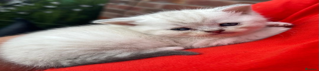Scottish Fold Kitten 2