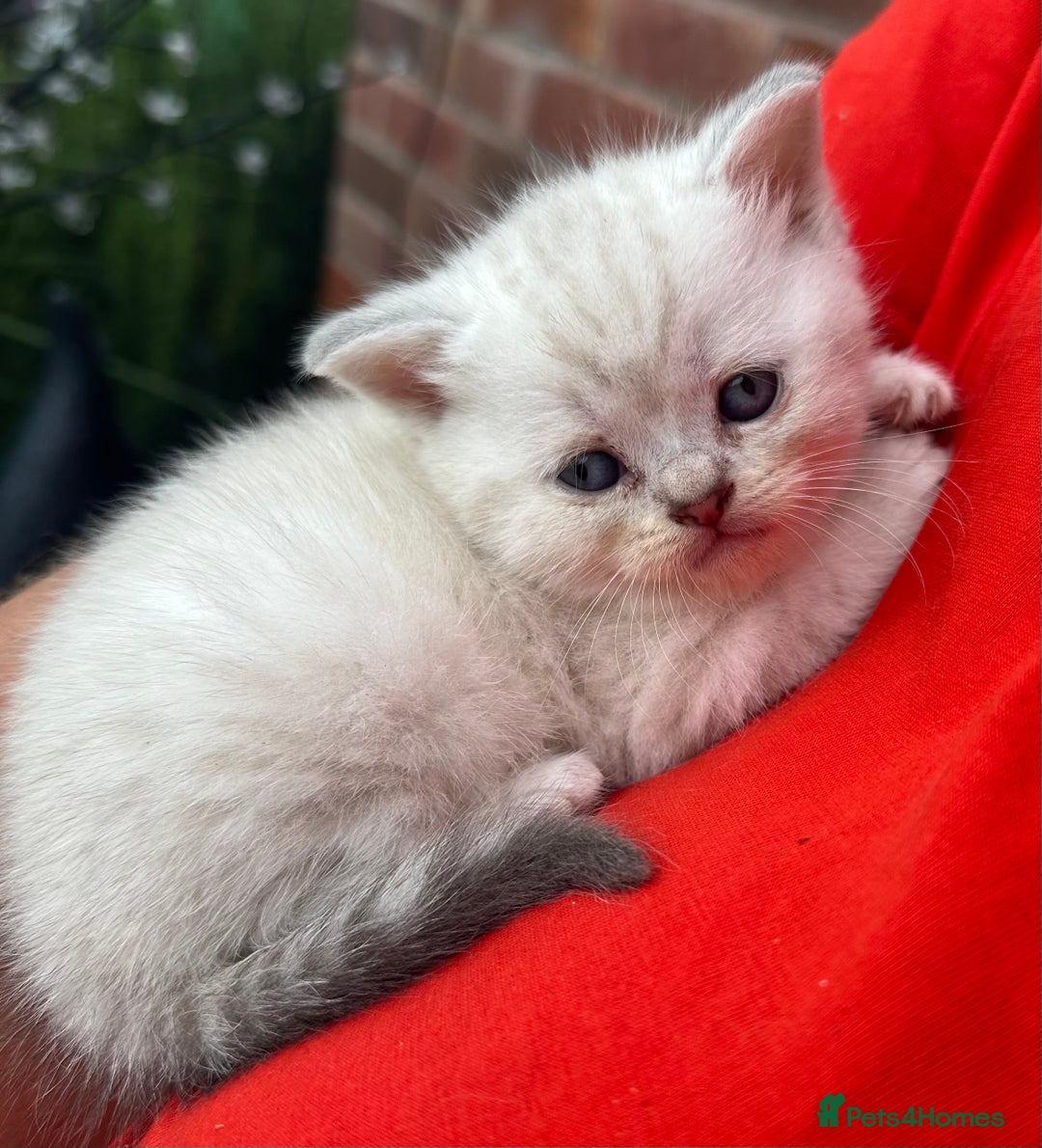 Scottish Fold cats for sale: 🆘🆘READY!🆘🆘Scottish shorthair  - Image 25