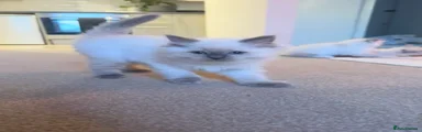 Ragdoll 5
