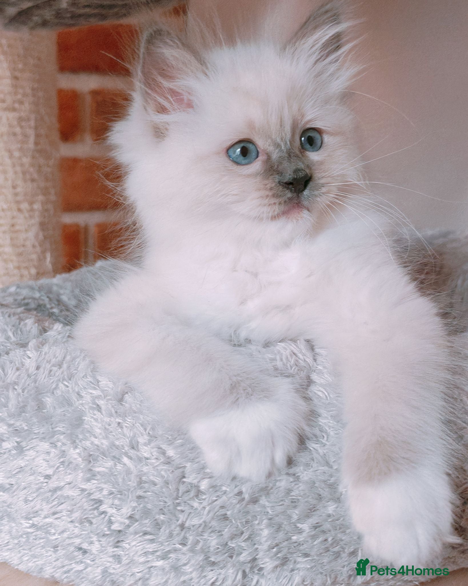 Ragdoll cats Raised with Love, looking for forever homes 🏠❤️ - Advert 4