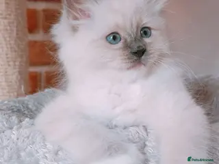Ragdoll cats Raised with Love, looking for forever homes 🏠❤️ - Advert 4