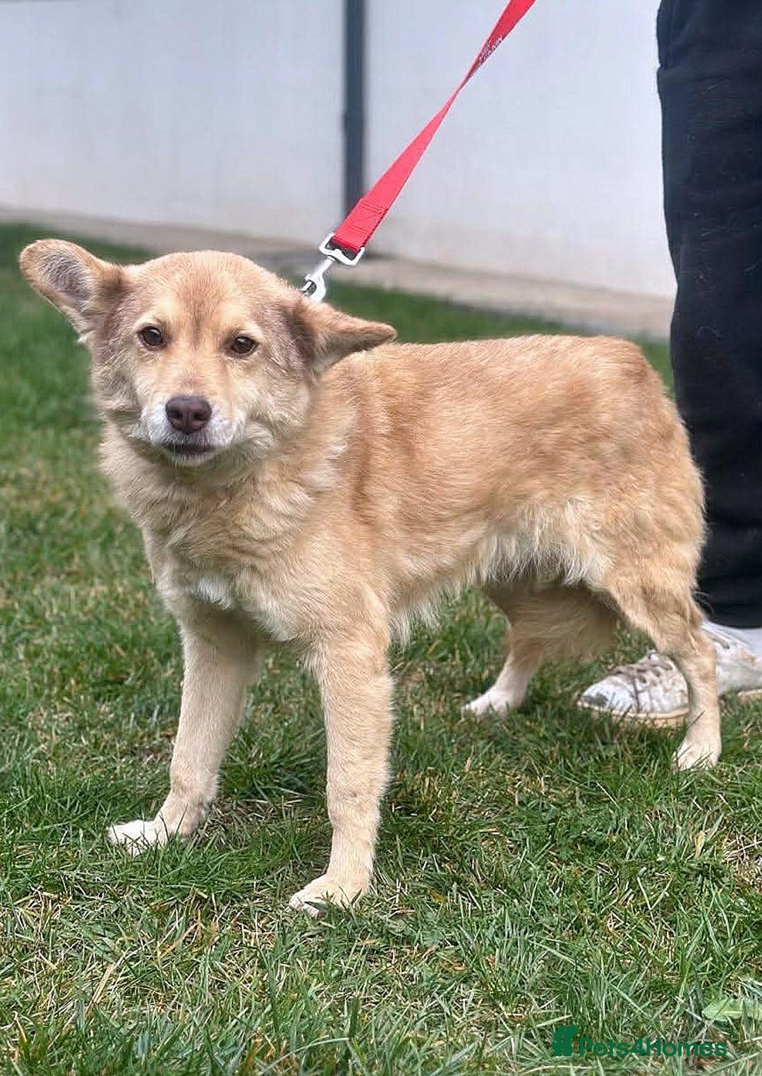 Mixed Breed dogs for adoption: ✨ Elena – a sweet girl with the softest heart ✨ - Advert 4