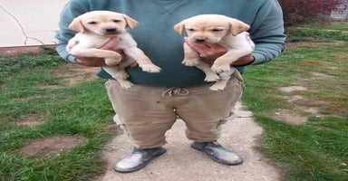 Labrador Retriever dogs - Advert 10