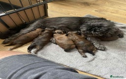 Shihpoo dogs for sale: For sale 5 stunning shihpoo puppies - Image 8