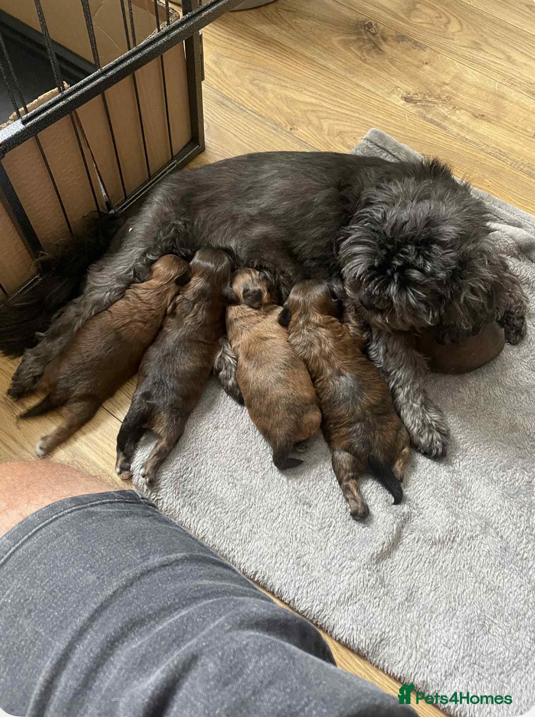 Shihpoo dogs for sale: For sale 5 stunning shihpoo puppies - Image 8